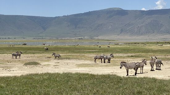 Und immer wieder Zebras