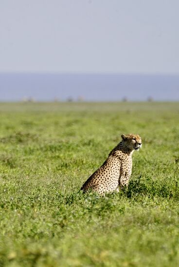 Mal schauen, was es zum Abendessen