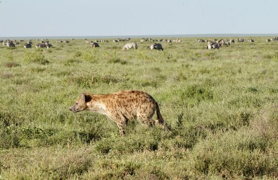 Immer wieder treffen wir auf Hyänen