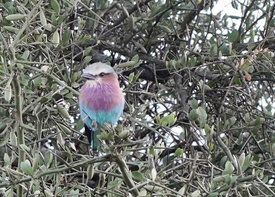 Wieder einer der zahlreichen farbenprächtigen Vögel