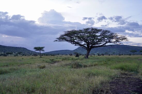 Abendstimmung in der Serengeti
