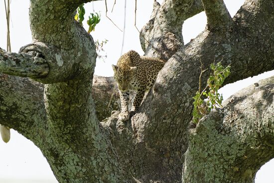 Da ist er: der Leopard. Elegant und wachsam