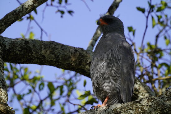 Es geht wieder früh raus auf Pirschfahrt.