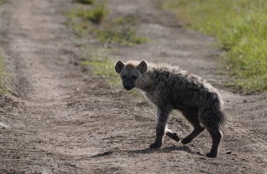 Da ist ja der Übeltäter, der uns die ganze Nacht um den den Schlaf gebracht hat.