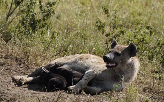 Und hier eine Mama mit ihren Jungen