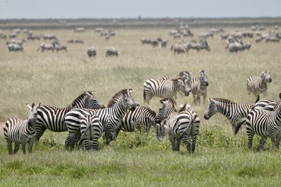 Und wieder Zebras über Zebras