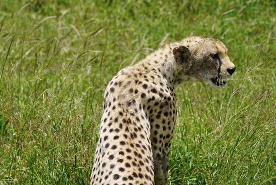 Er lauert bereits - hat noch nicht gefrühstückt