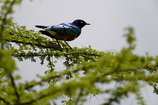 Er ist in Sicherheit und vermutlich auf flink genug