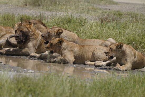 Nur ca. 200 Meter weiter finden wir dies: Löwen am Wasserloch. Hätten wir gewusst, wie nahe sie sind, hätten wir sicherlich nicht so locker am Auto zu Mittag gegessen. Hätten wir doch zum Mittagessen werden können.
Heute werden wir sehr viele Löwen sehen. Es gibt in der Serengeti sehr viele Familien. Insgesamt sehen wir heute mehr als 25 Löwen an verschiedenen Plätzen