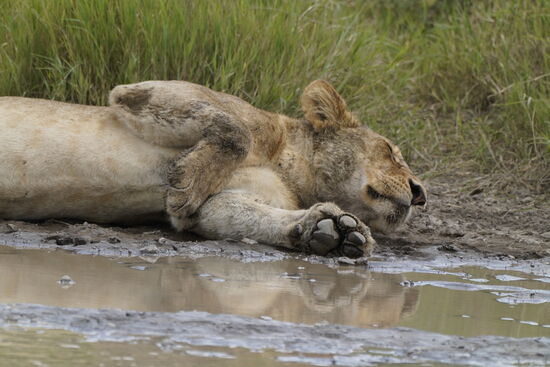Völlig entspannt, sie scheinen satt zu sein.