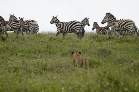 Na, was wird das denn? Wird da schon mal geschaut, was als nächstes auf der Speisekarte steht?