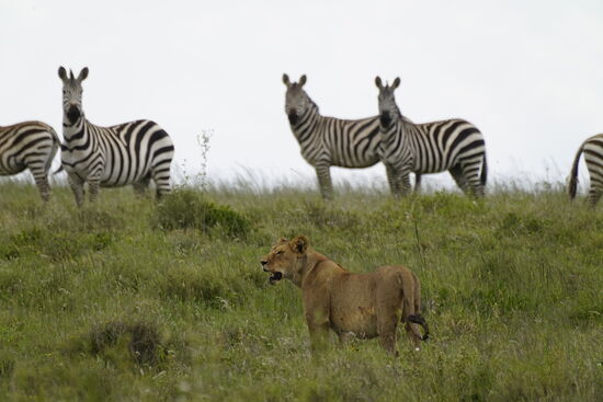 Das Interesse ist nicht sehr groß und diese Löwin kehrt zum Wasserloch zurück. Übrigens jagen bei den Löwen nur die weiblichen Tiere