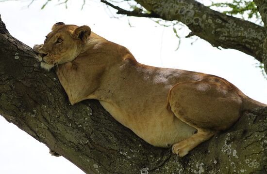 Wir sind uns nicht sicher ob schwanger oder „vollgefressen“ - wir gehen mal vom Ersteren aus