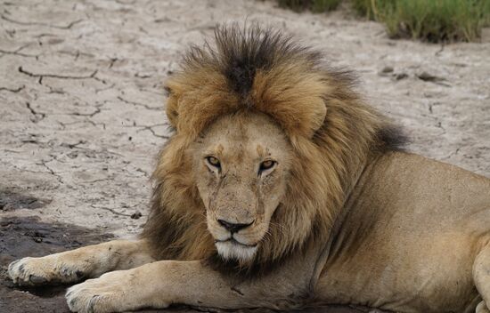 Schaut ein wenig wie Clarence aus Daktari aus