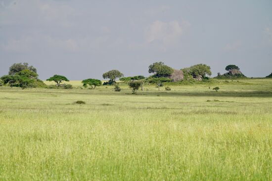 Die Steppe hier ist mit hohem Gras bewachsen. Für viele Tiere eine große Gefahr. Deshalb findet man hier nicht all zu viel grasendes Wild. Übrigens: 40% aller Neugeborenen Tiere werden in den ersten vier Monaten von Feinden getötet.