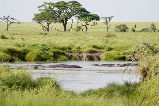 Hippos in ihrem Element
