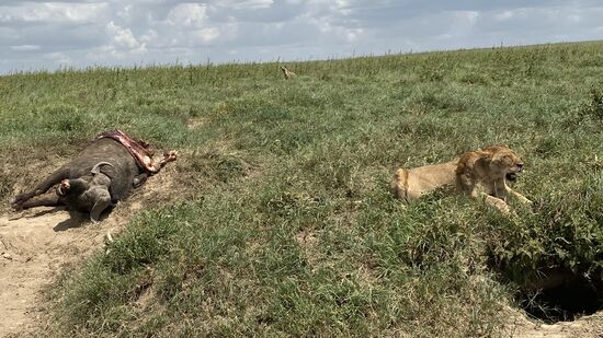 Kurz darauf entdecken wir einen weiteren Löwen, der die Beute bewacht. Dieser riesige Büffel hat vor ein paar Stunden noch gelebt. Im Hintergrund wartet bereits ein „Mitesser“