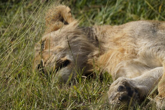 Es dauert nicht lange und wir treffen auf diesen Kollegen am Wegesrand.
