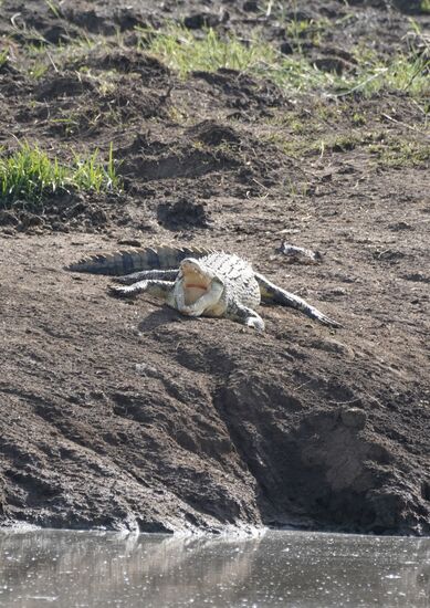 In der Serengeti gibt es zurzeit sehr viele, gut gefüllte Wasserlöcher. An einem solchen entdecken wir diesen „friedlichen“ Zeitgenossen.