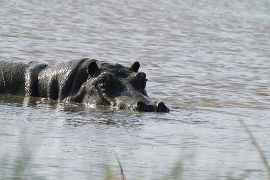 Im Wasser sind unzählige Hippos. Sie lassen sich nicht stören …