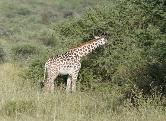 Hier sieht man eine Giraffe mit sehr heller Haut. Das liegt an fehlenden Melaninen (Pigmente). Die Farben sind dann nicht so stark ausgeprägt.