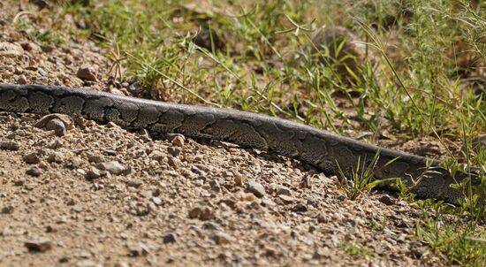 Eine Python überquert die Straße—knapp verpasst, aber noch erkennbar.