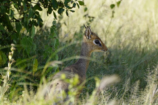 Ein Dikdik: hierbei handelt es sich keineswegs um ein junges Tier sondern um eine ausgewachsene afrikanische Zwergantilope. Es ist die kleinste existierende Antilopenart. Sie leben als Paar, sind keine Herdentiere und wenn eines stirbt, bleibt das andere allein.