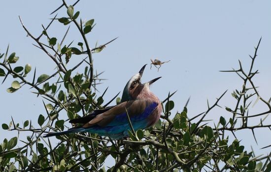 Wetten, dass ich Dich kriege!