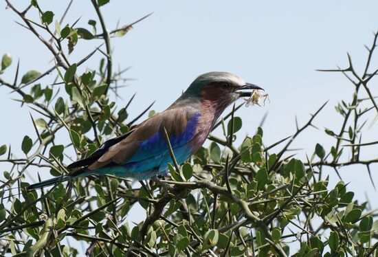 Siehst wohl, ich war schneller