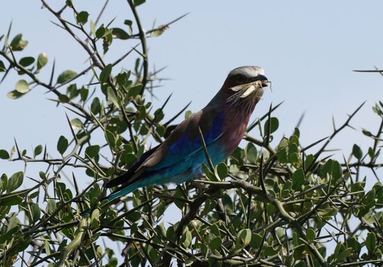 Es dauert doch eine Weile, bis die Heuschrecke verzehrt ist.