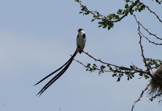 Ein prachtvoller Kerl.