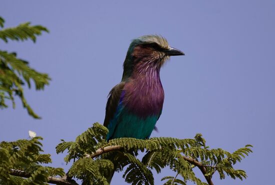 Herrliche Pastelltöne, die das Federkleid ausmachen.
