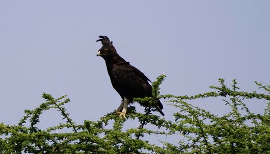Ein Long chrested Eagle (Schopfadler). Er lebt fast ausnahmslos im tropischen Afrika südlich der Sahara. Seine Federhaube machen in unverwechselbar.