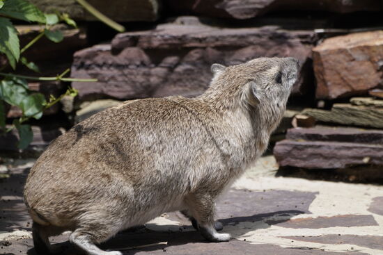 Klippschliefer - Ihr kennt sie ja bereits