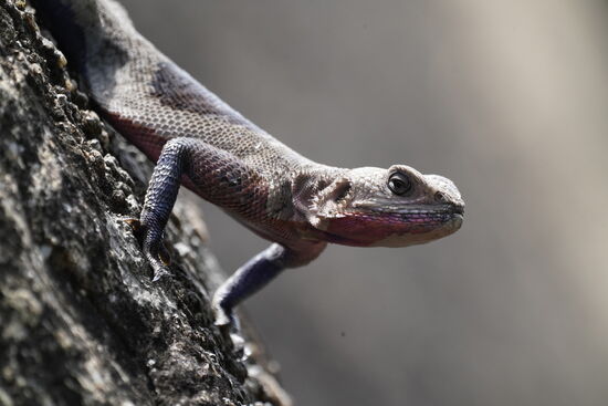 Wir sehen zahlreiche farbenfrohe Agamen.