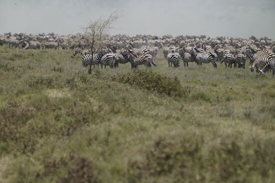 Riesige Zebraherden begrüßen uns im Krater. Auch hier hat die große Wanderung begonnen. Man schätzt, dass zur Zeit ca. 3 Millionen Gnus, Zebras, Gazellen, Antilopen und Impalas ihre große Wanderung durch die Serengeti vorbereiten und in den nächsten Wochen aufbrechen werden. Allein 500.000 Kälber der Gnus werden jährlich im Februar bis März geboren, die dann zum Ende der Regenzeit im Mai auf Wanderung gehen werden.. Die Tiere wandern entgegen dem Uhrzeigersinn durch die Serengeti, im Juli/August queren die Tiere den Mara Fluss, im Dezember sind sie wieder am Start ihrer Wanderung - im Süden der Serengeti und im Ngorongoro Krater.