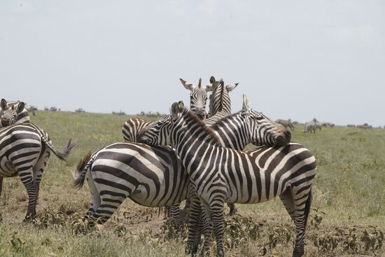 Wenn die Zebras pausieren, stellen sie sich zu mehreren zusammen und schauen in alle Richtungen: so können sie früh genug auf Feinde reagieren und sich gegenseitig warnen.