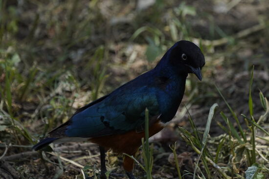 Im Crater treffen wir wieder auf sehr viele gefiederte Freunde