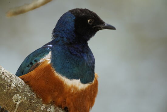 Und als wir zum Lunch eine Pause machen, sehen wir diesen hübschen Vogel auf dem Baum, unter dem wir es uns gemütlich machen.