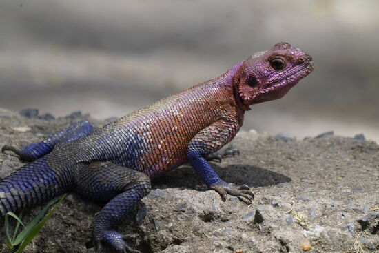 Auch dieser Artgenosse ist neugierig und keineswegs aufdringlich - eher scheu.
Ich liebe seine wunderschönen Farben!!