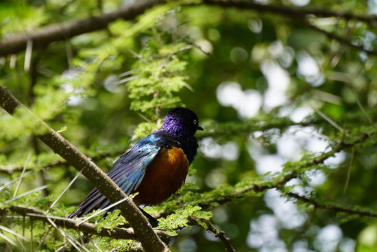 Ein weiterer Zuschauer