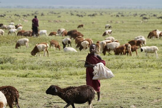 Hier außerhalb des Serengeti Nationalparks treffen wir wieder auf Massai, die ihre Tiere hüten. Massai dürfen sich nicht im NP niederlassen. Aber hier im Crater gibt es genug Weideflächen und ein friedliches nebeneinander wilder Tiere und solcher aus Tierhaltung. Man sieht hier ein Kind, welches die Ziegen hütet. Die Massai erachten es als sehr wichtig, dass die Kinder auch die Tiere hüten. Sie unterrichten ihre Kinder aber in den Familien selbst.