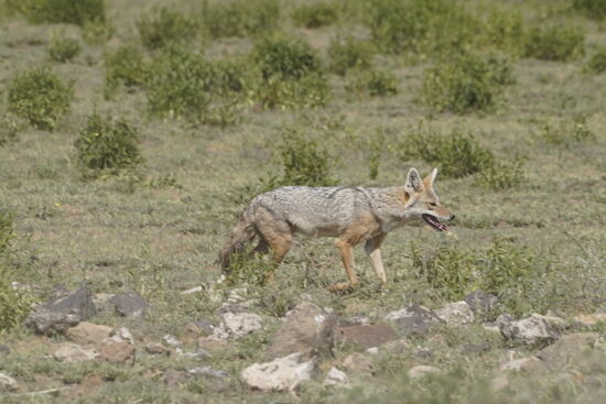 Ein Schakal schleicht auch noch rum und scheint etwas gesehen zu haben.