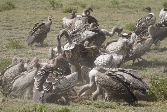 Es dauert nicht lange und wir sehen einen Riesen Pulk von Geiern, die sich über die Reste einer Antilope (erkennen wir erst später, als sich das Ganze etwas lichtet).