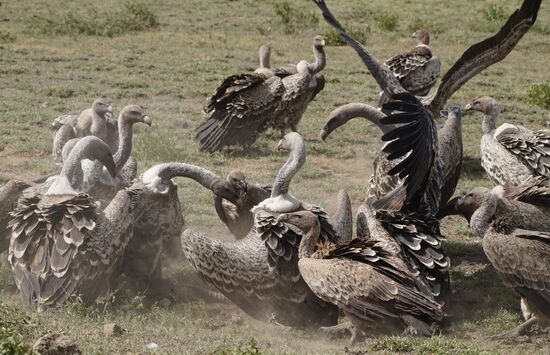 Es wird getreten, geboxt, geschubst - jeder will etwas abhaben.
