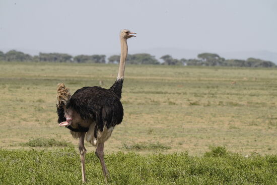 Mal wieder mein Lieblingstier 