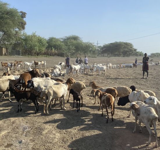 Ziegenherden, die meist von Kindern zu den wenigen Bächen getrieben werden—man wartet auf die Regenzeit, die bald beginnt
