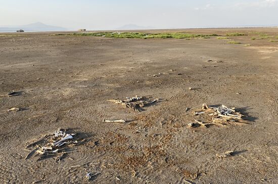 Unmengen von Pelikan-Skeletten liegen hier. Sie haben die alkalischen Fische gefressen und sind daran verendet