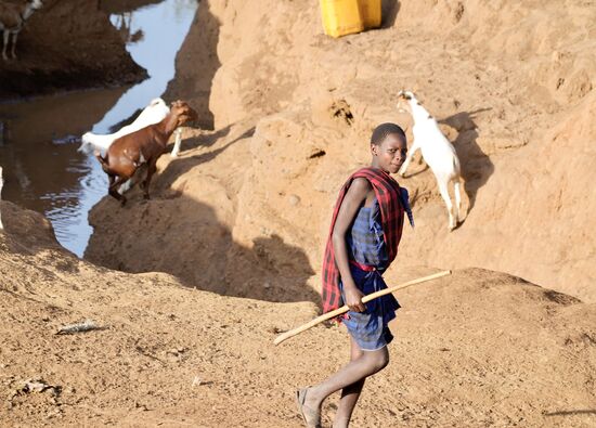 Meist sind es Kinder , welche die Ziegenherden hüten