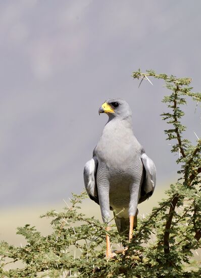 Unglaublich, wie viele verschiedene Vögel wir immer wieder entdecken